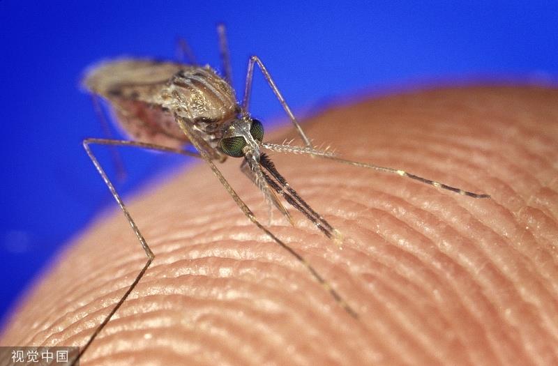 Anopheles mosquitoes are vectors of malaria.